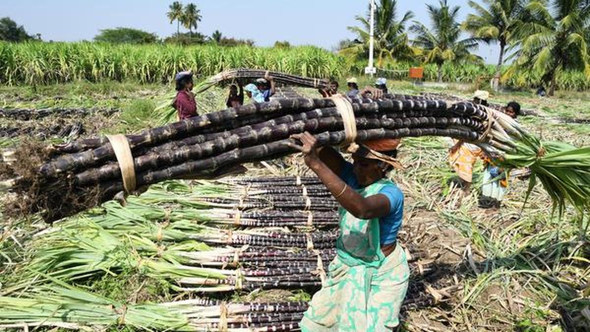 Sugarcane cultivation turns a bitter pill for farmers The Hindu
