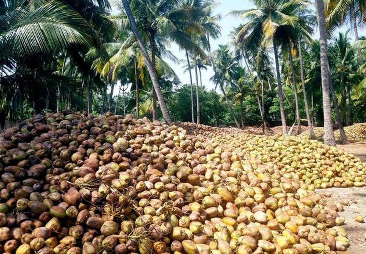 Will address coconut farmers' concerns: Union Minister