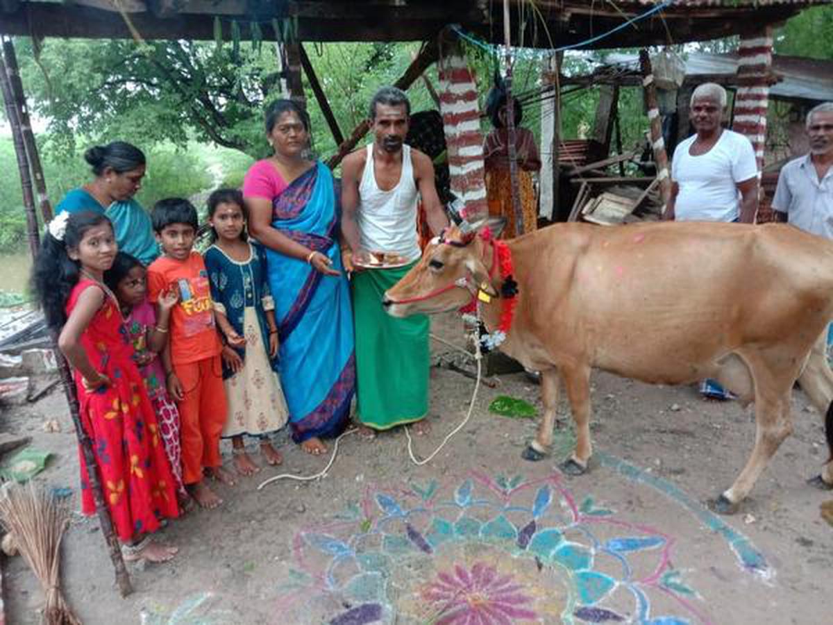 Mattu' Pongal celebrated - The Hindu