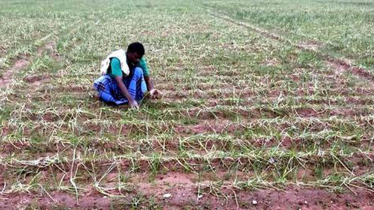 Rain brings tears to shallot farmers in Kariyapatti - The Hindu