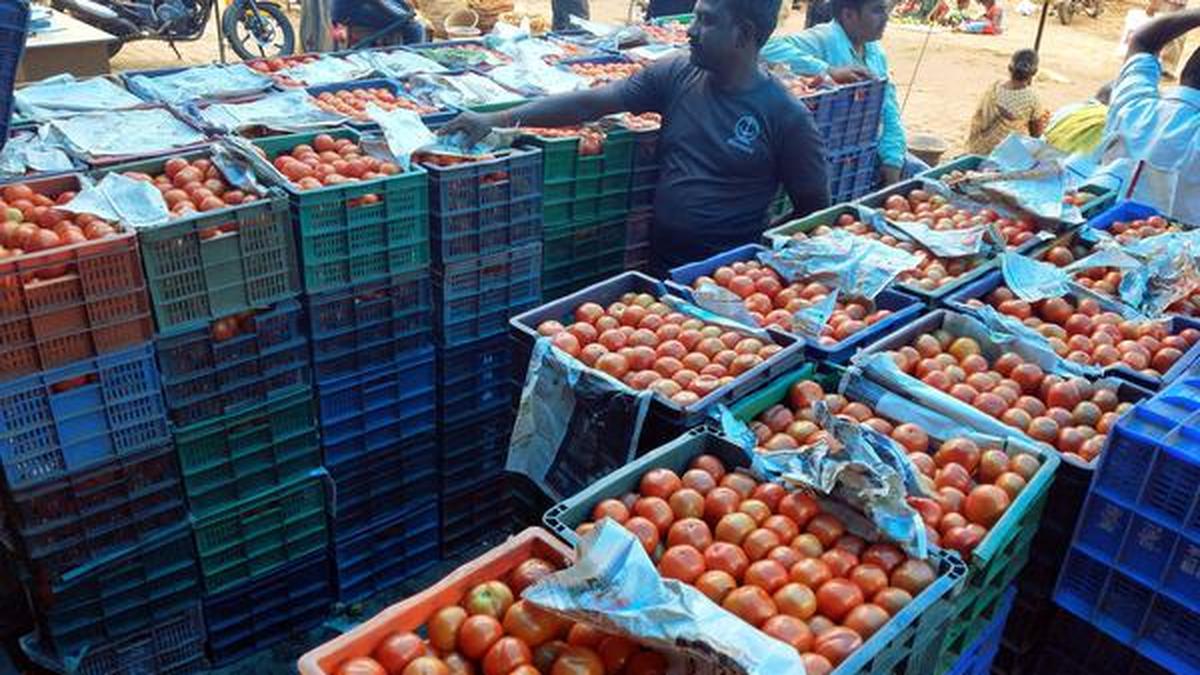 Tomatoes start arriving in Dindigul wholesale market The Hindu