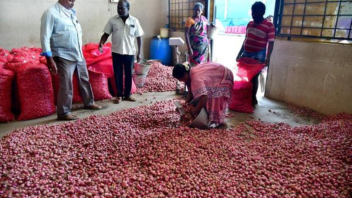 Onion prices skyrocket in Dindigul wholesale market The Hindu