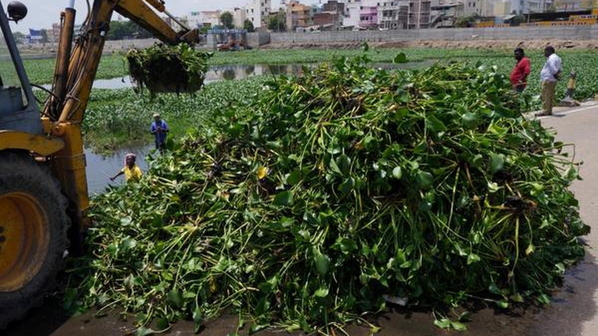 Water hyacinths removed from Vaigai The Hindu