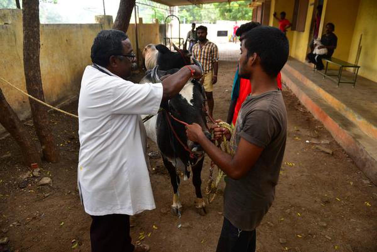 COVID-19 lockdown | Drop in number of cases at Madurai veterinary  polyclinic - The Hindu