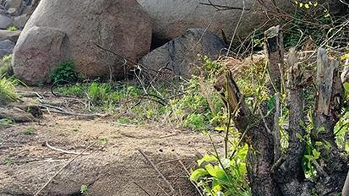 Activists criticise pruning of scrub jungle on Matanga hill The Hindu