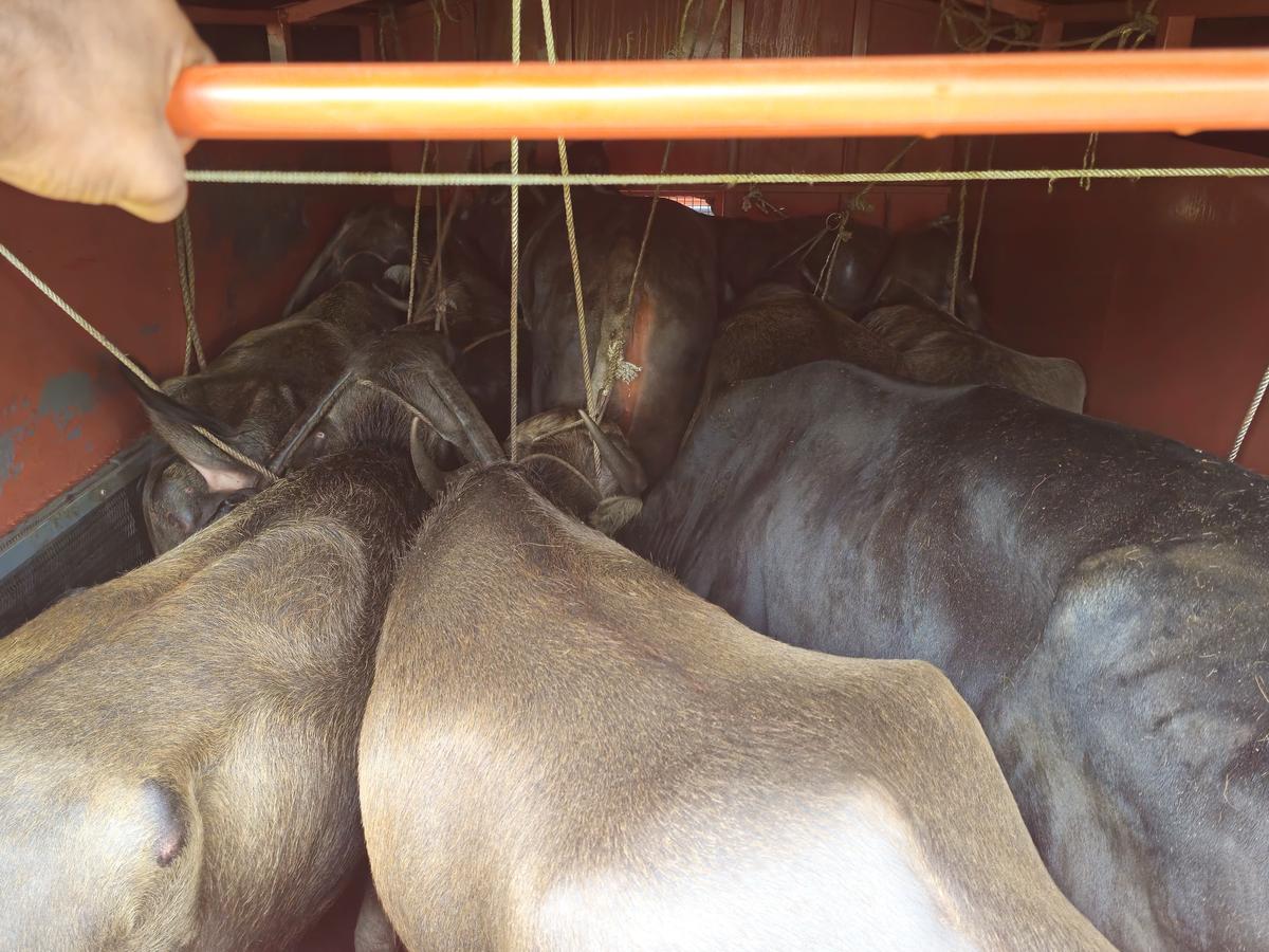 As many as 10 cattle were allegedly transported illegally by Abdulla of Kasargod in a truck on October 22, in Puttur Rural Police limits in Dakshina Kannada district. As many as 10 cattle were allegedly transported illegally by Abdulla of Kasargod in a truck on October 22, in Puttur Rural Police limits in Dakshina Kannada district.