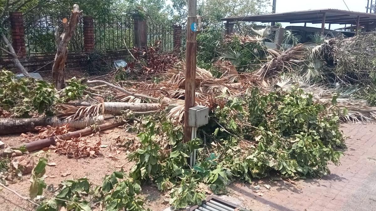 Administration chops trees in Deputy Commissioner’s office complex after employee’s electrocution