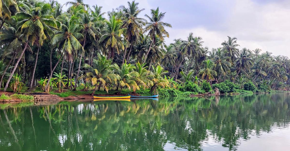 A view of Souparnika River backwaters and the river bank dotted with coconut gardens and Mangroves when one goes on the Kuru Kudru (River Island) round on a boat ride arranged by Maravanthe Adventure Sports in Maravanthe, Byndoor Taluk, Udupi district.