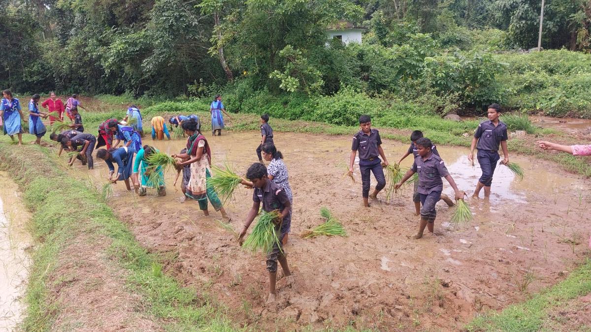 Students in Udupi get first-hand experience in transplanting paddy shoots