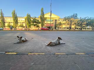 Kalaburagi DC directs permanent relocation of dogs from school and hospital  premises - The Hindu