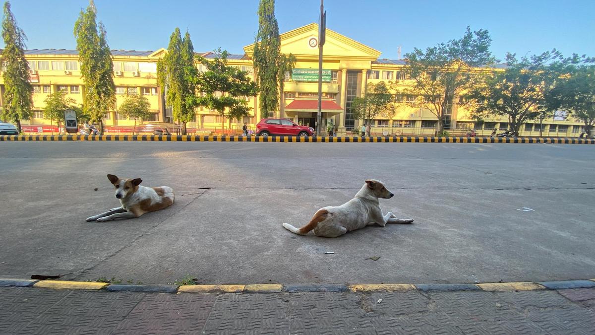 Post-mortem points out multiple bites by dogs responsible for senior citizen’s death at Kumpala