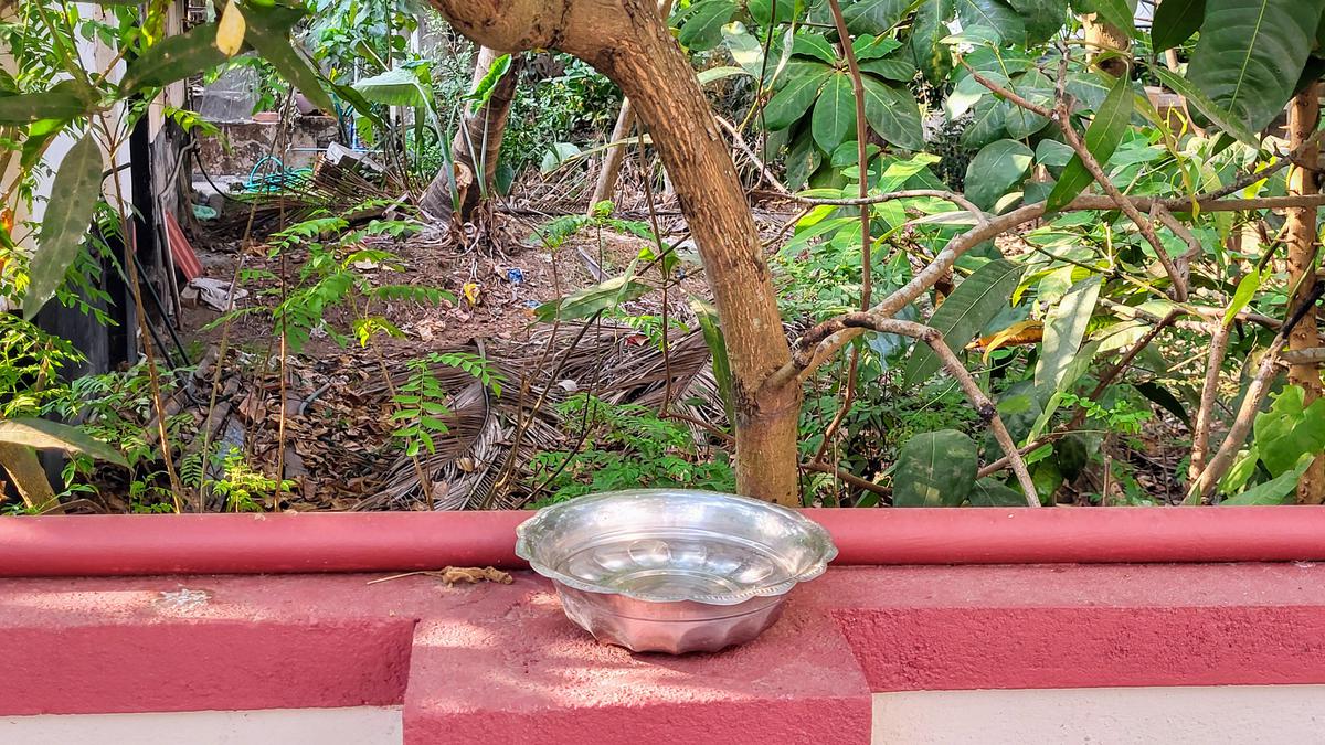 DC directs government offices to keep water bowls for birds in view of scorching heat