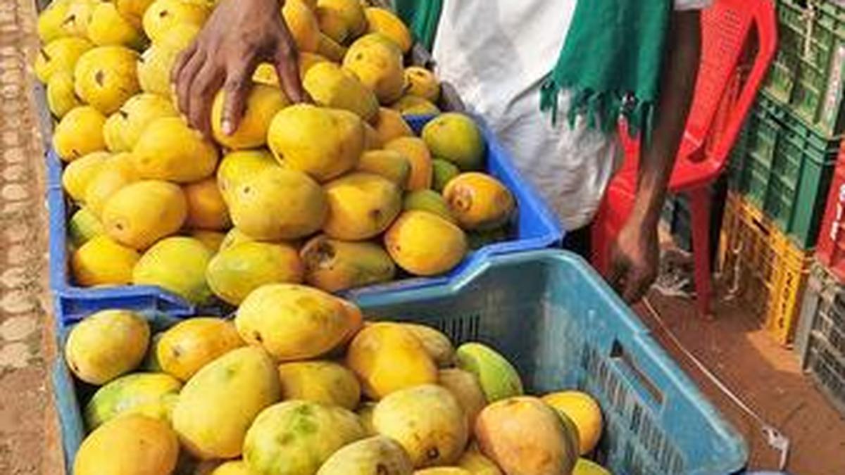 Now, demand for Karnataka mangoes from Australia The Hindu