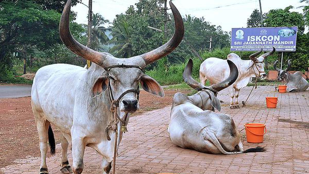 Kankrej bulls draw all eyes at Kudupu - The Hindu