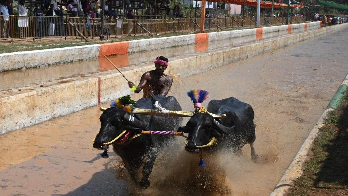 More than 160 pairs of buffaloes take part in Jaya Vijaya Kambla