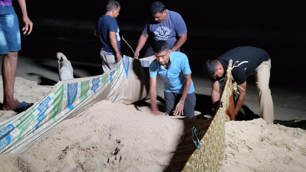 Over 200 Olive Ridley hatchlings reach Arabian Sea on April 1 night at Kodi beach