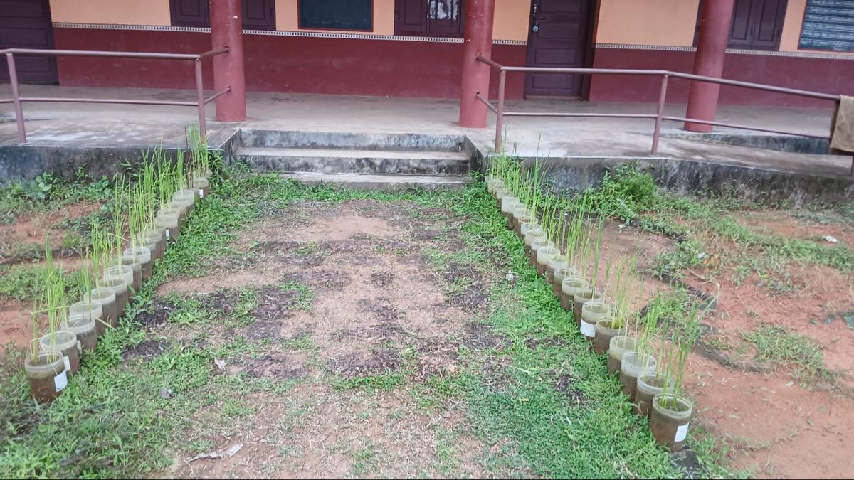 Government school children in Dakshina Kannada grow rare paddy varieties in ‘chikki’ boxes