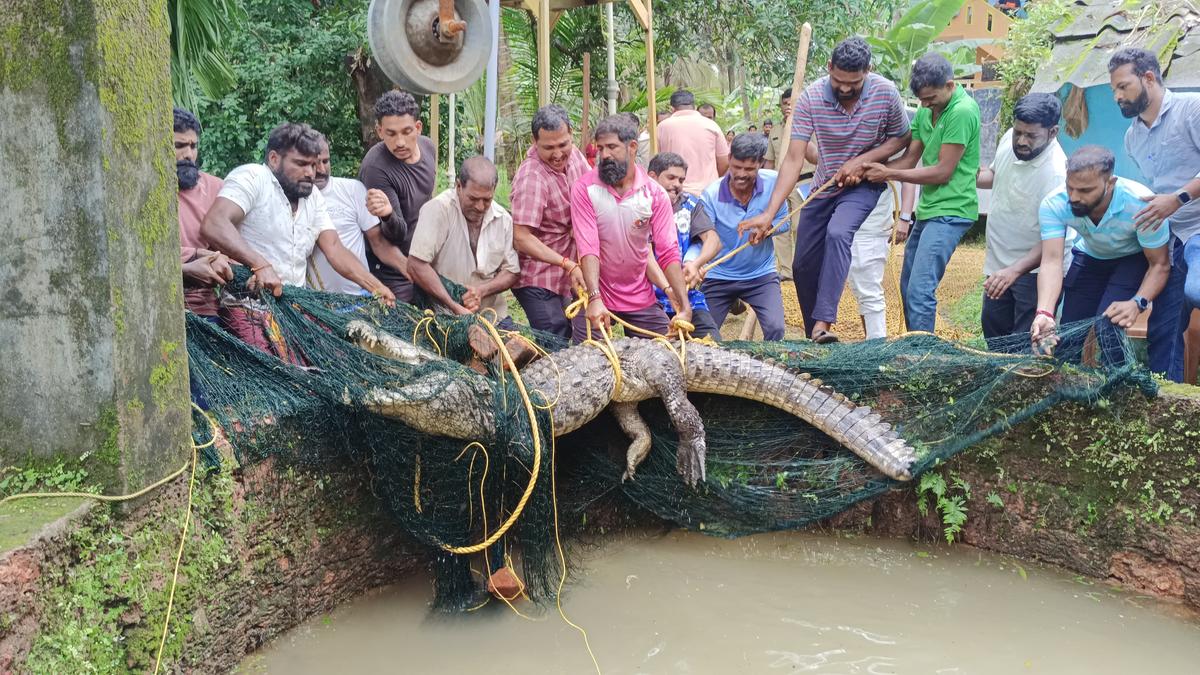 Crocodile found in open well in Nagoor village rescued