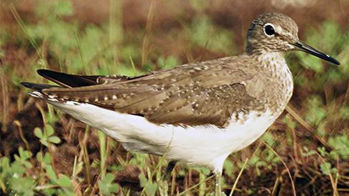 Birders count 251 species in State on day one of count