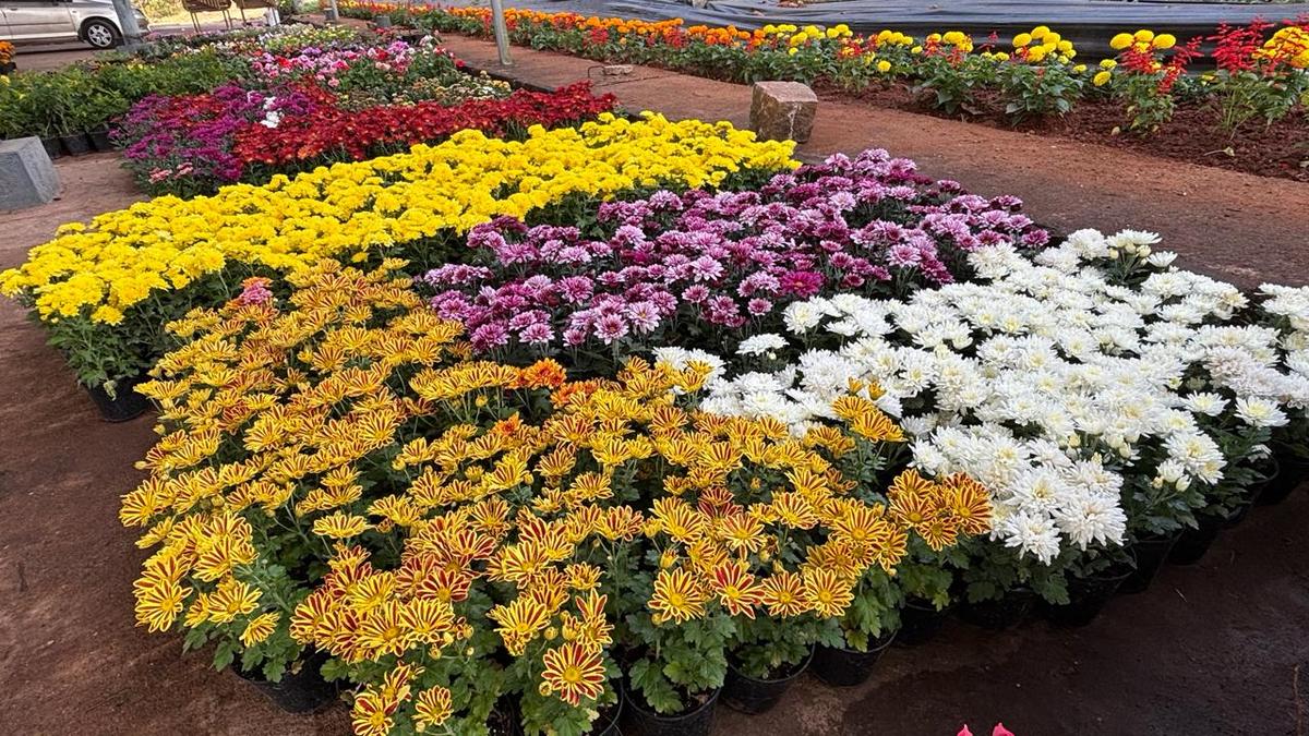 Republic Day fruit and flower show at Udupi from January 26