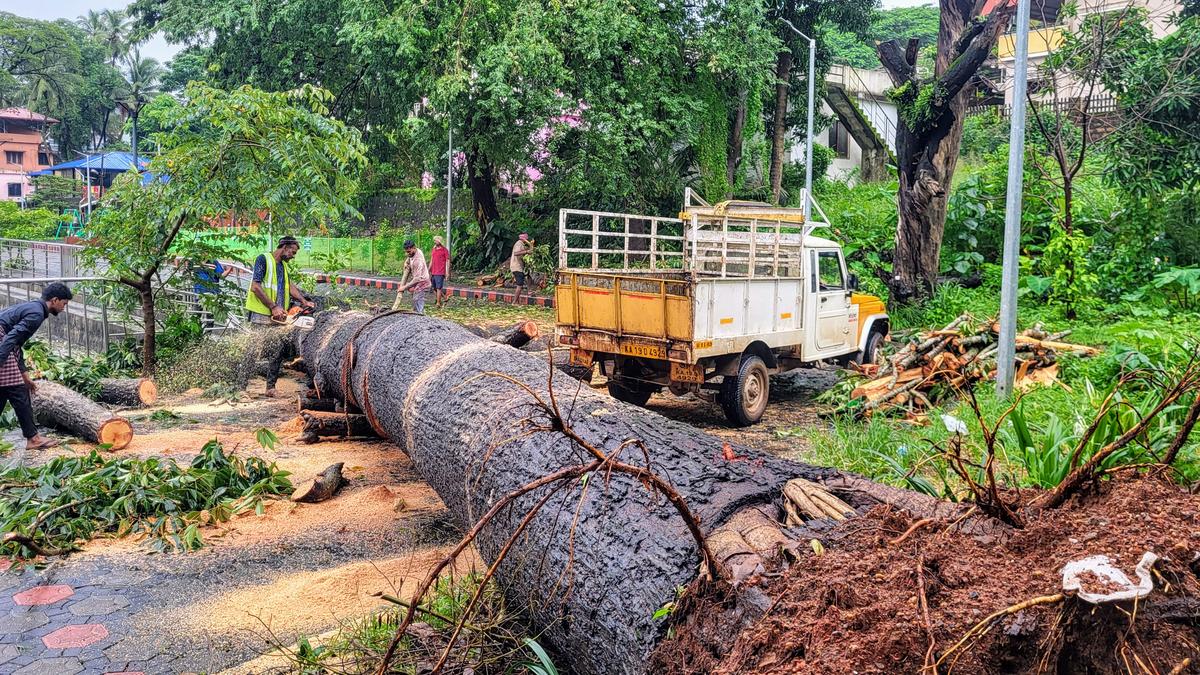 Massive tree falls on walking path during heavy rain in Mangaluru