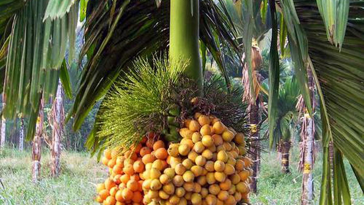 Commercial launch of dwarf hybrid arecanut varieties likely next year ...