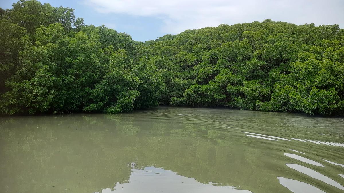 Mangrove cover in Karnataka up by 2.45 sq. km, says report