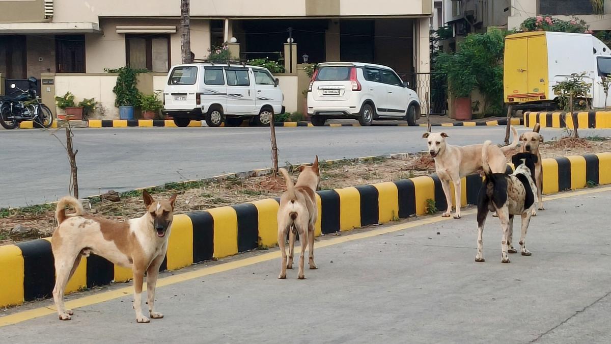 Udupi administration sanctions 11.91 acres of land to establish stray dog rehab centres in urban areas