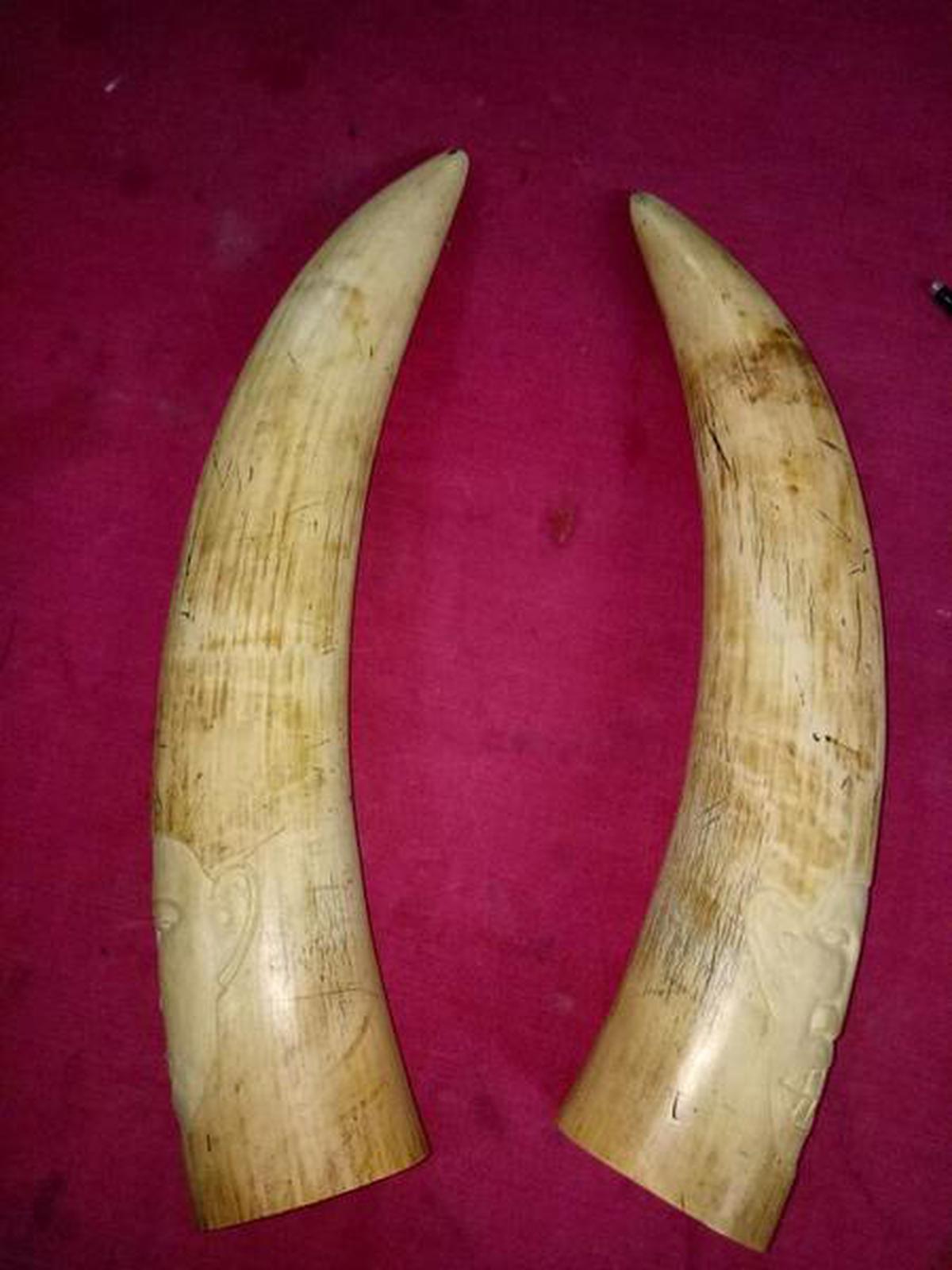 Elephant tusks seized, 4 arrested from Anayara - The Hindu