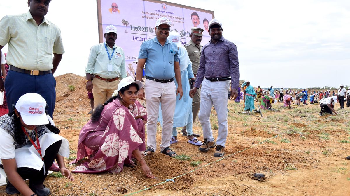 Drive to plant one lakh palm seeds in Perambalur district