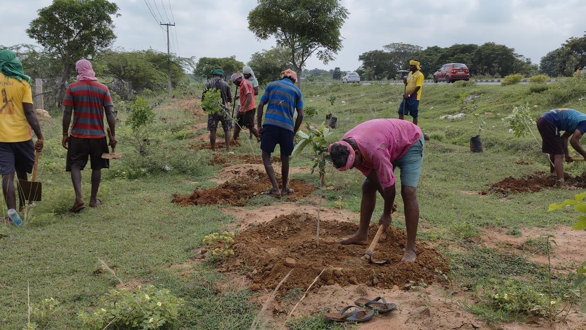 Forest Department takes up planting of native tree seedlings along national highway in Tiruchi and Pudukottai