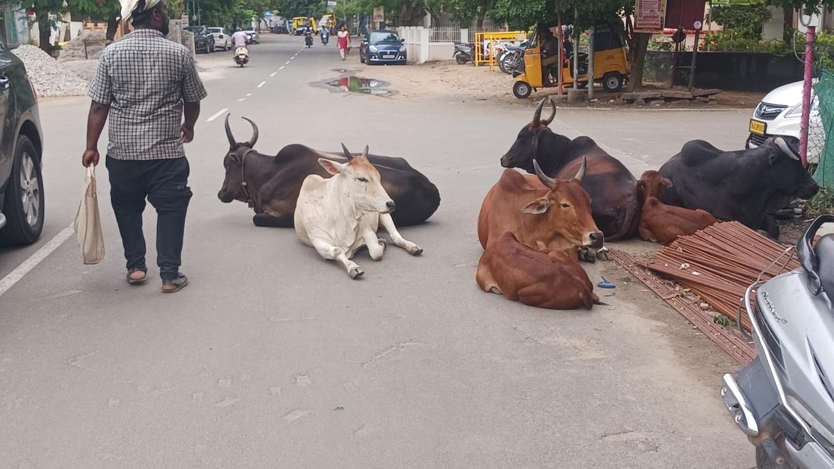 Stray cattle menace continues to trouble residents in Tiruchi