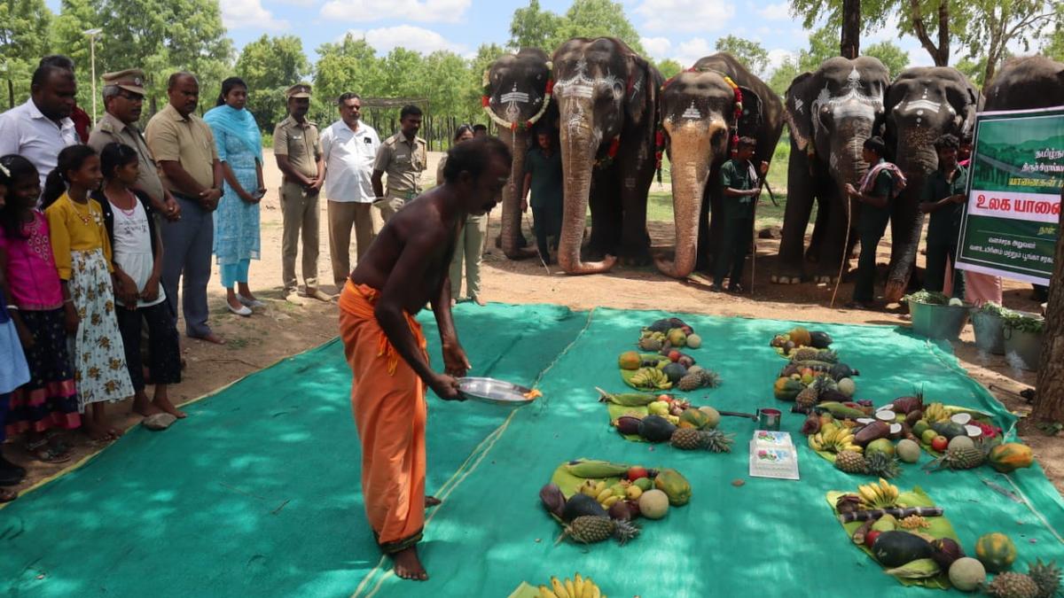 Festive spirit prevails at rescue and rehabilitation centre on World Elephant Day