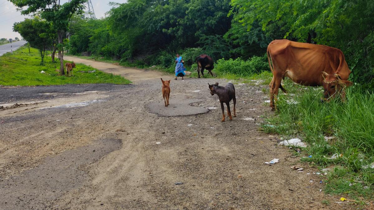 Stray cattle give nightmare to drivers on national highways in Tiruchi