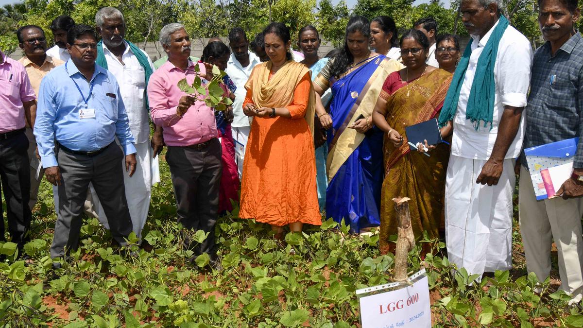 Officials recommend new varieties of pulses seeds procured from Kanpur research institute