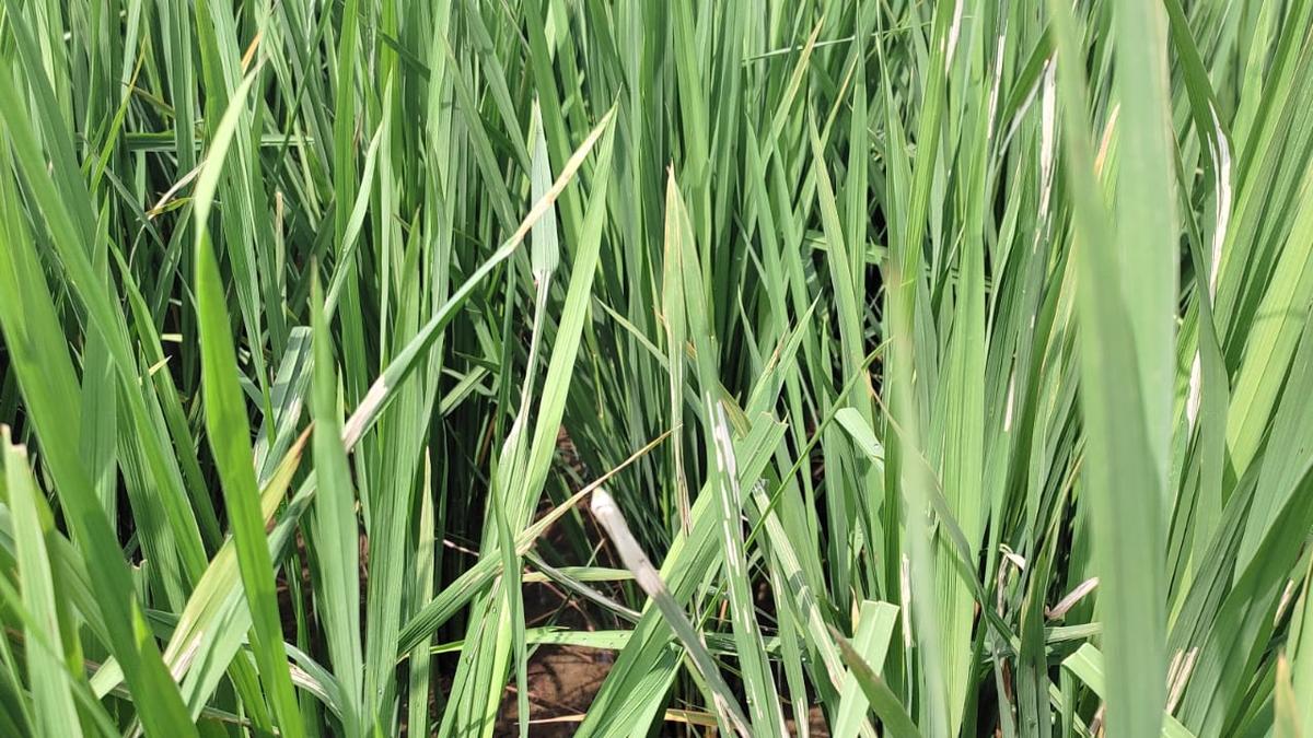 Rice leaf folder attack reported in samba paddy in Tiruchi