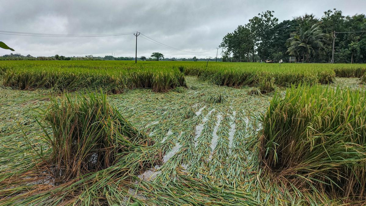 Paddy crops ready for harvest inundated after heavy rain lashes delta districts