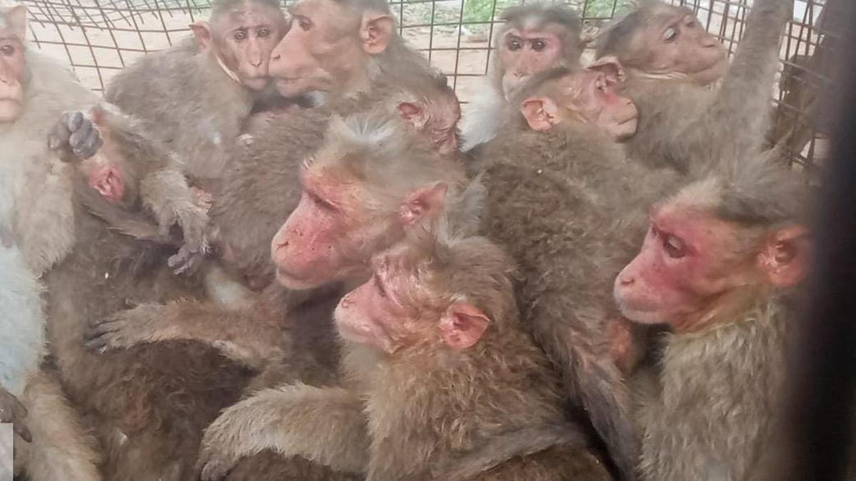 Forest Department traps over 1,900 monkeys from residential localities