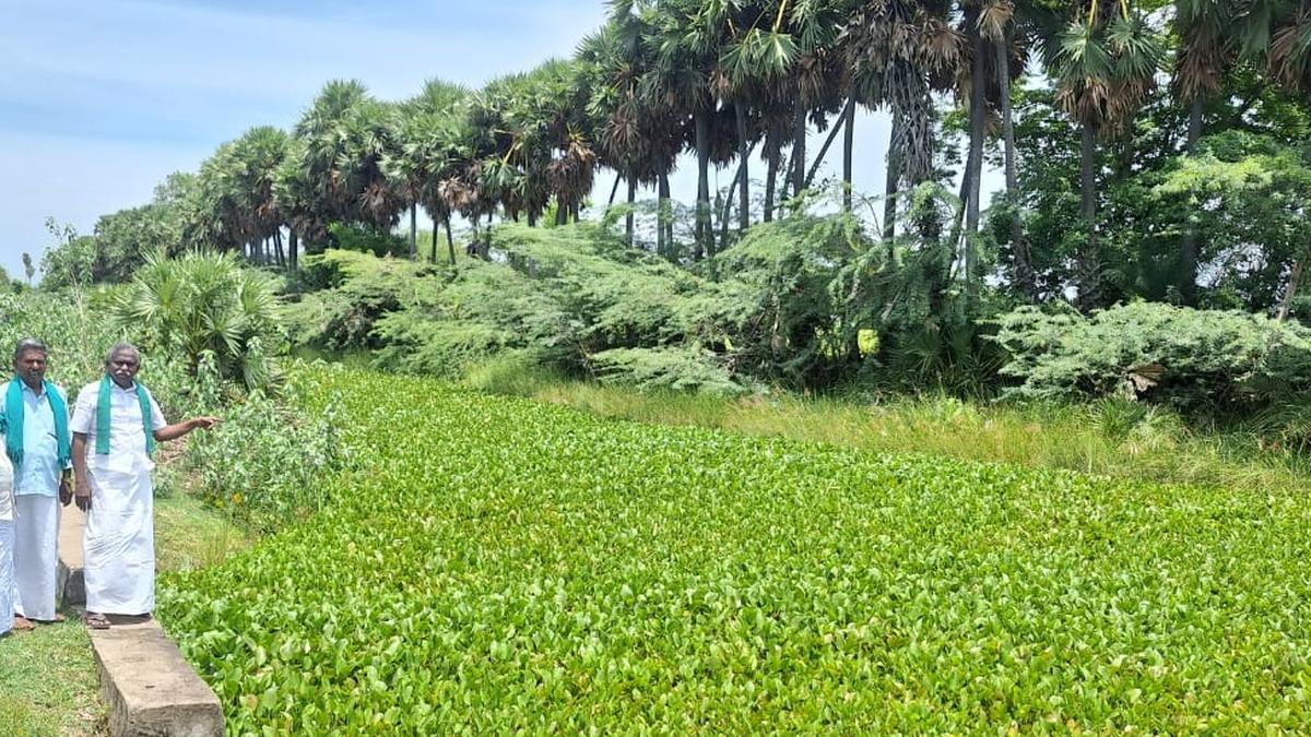 Plea to carry out ‘vengayathamarai’ removal exercise without political interference