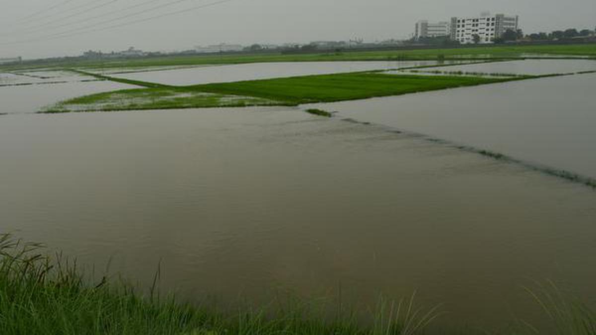 200 acres of paddy crop submerged in Tiruchi district - The Hindu