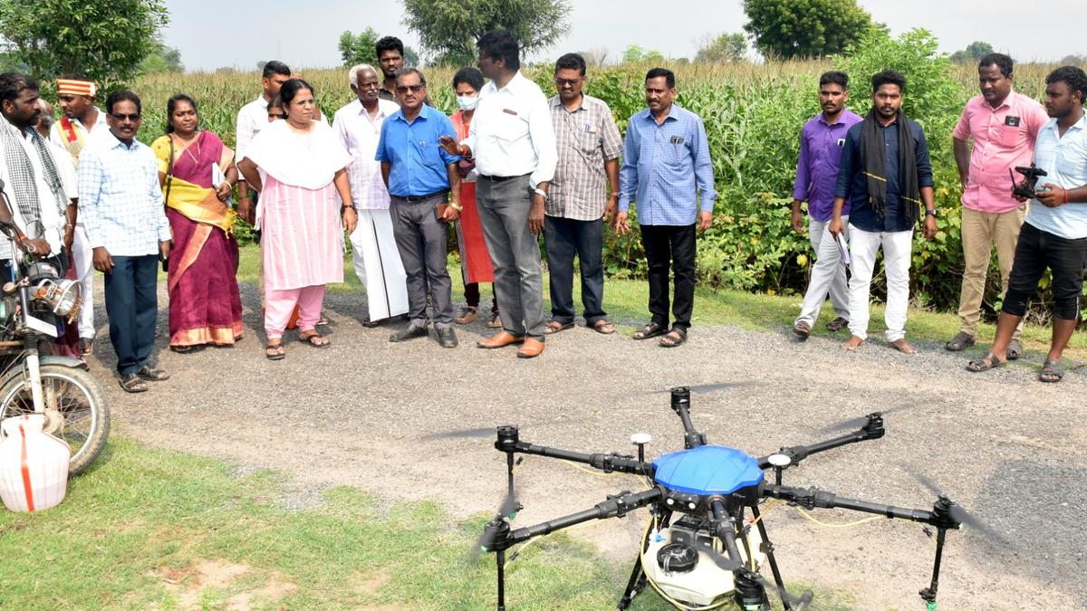 Fall Armyworm attack on maize crop in Ariyalur district worries farmers