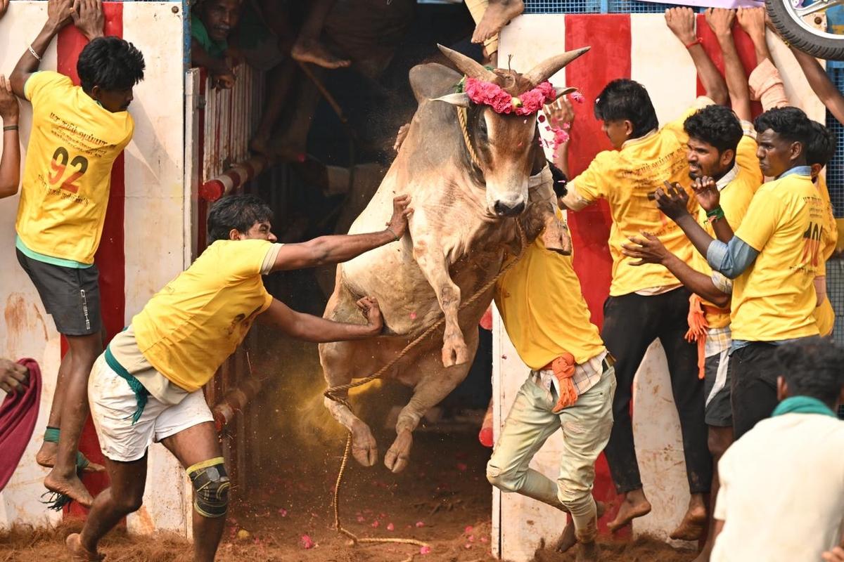 Un toro jallikattu salta fuori dal 