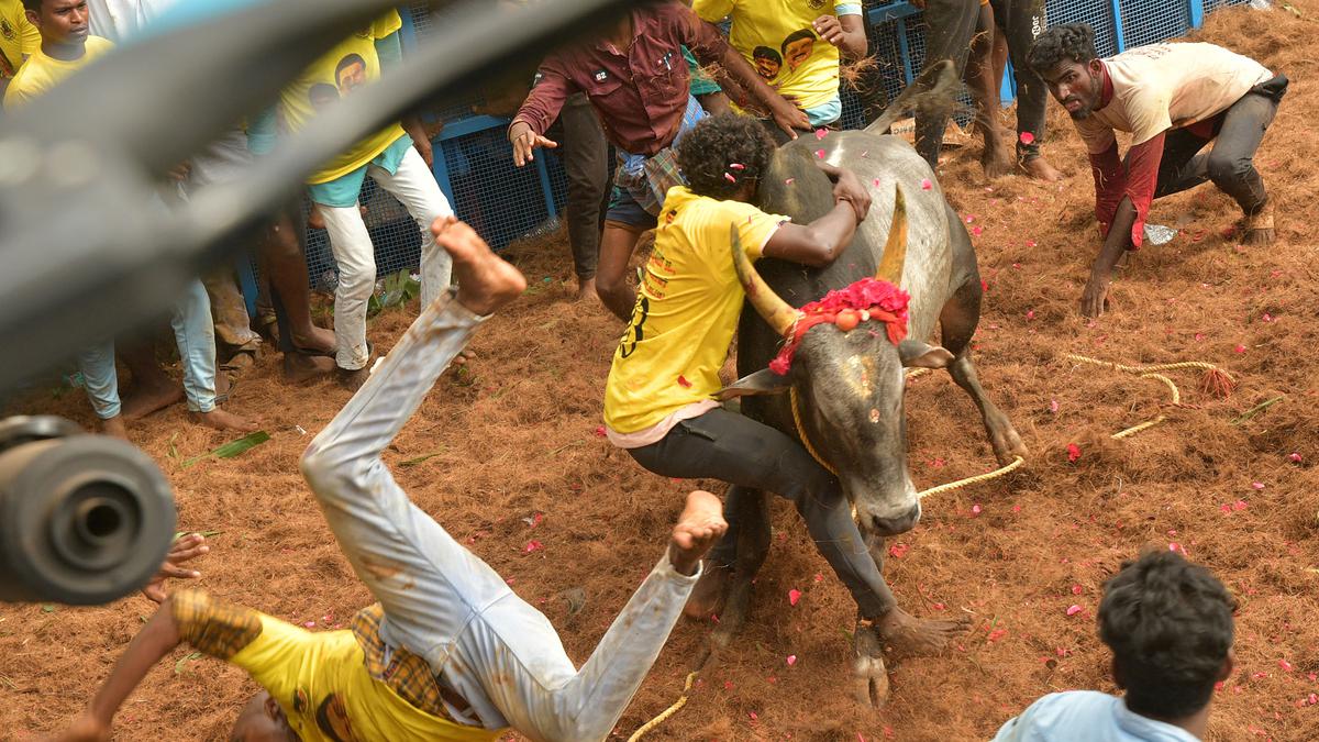 22 injured in first jallikattu of the year at Thatchankurichi