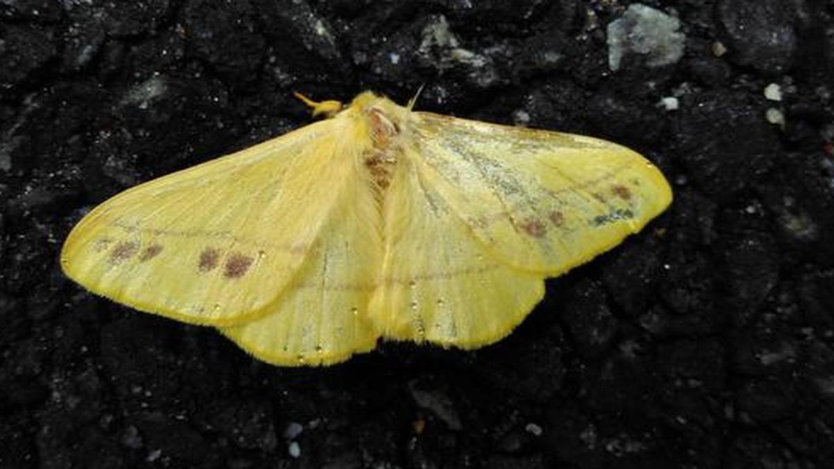 Monkey Moth comes calling - The Hindu