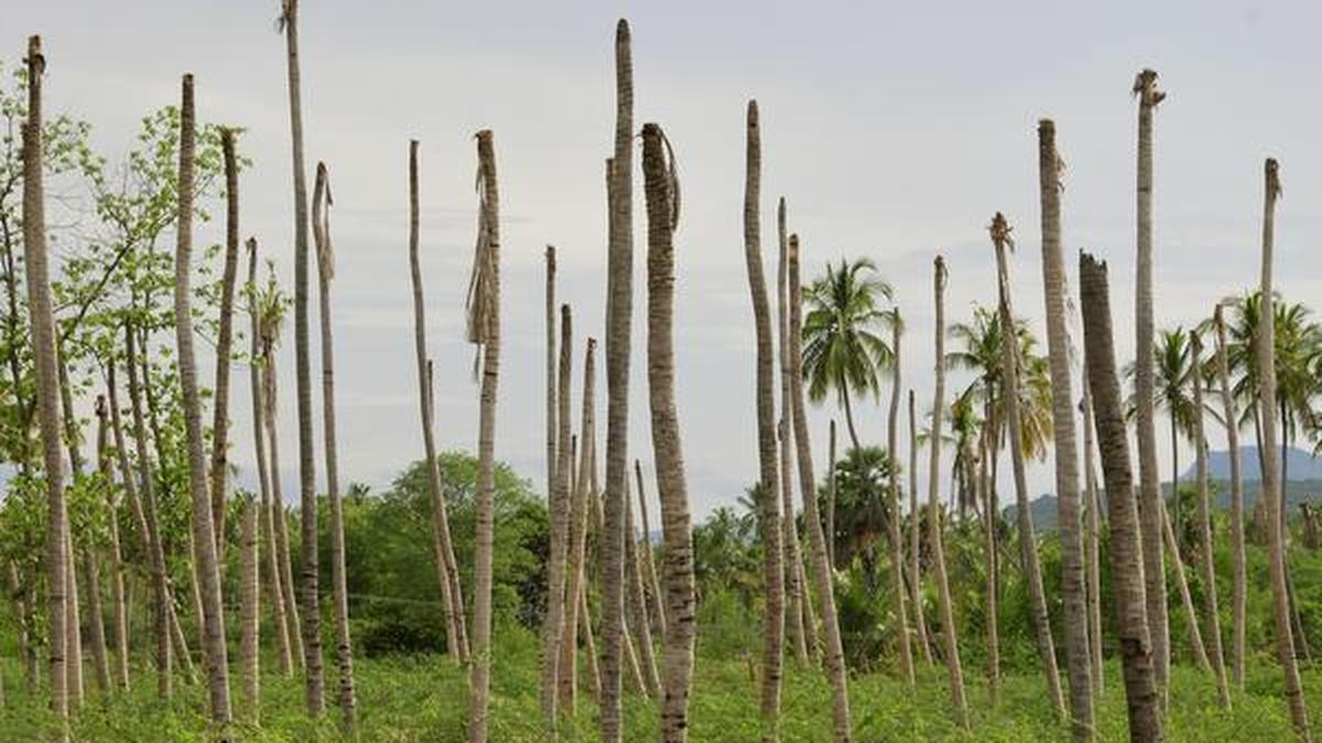 Coconut trees wilting away, farmers ask for compensation The Hindu