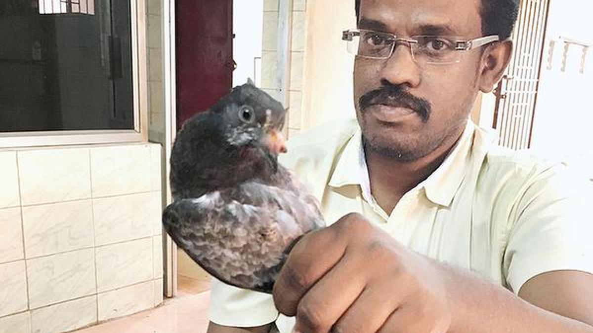 Pigeon lovers fear outbreak of pox disease The Hindu