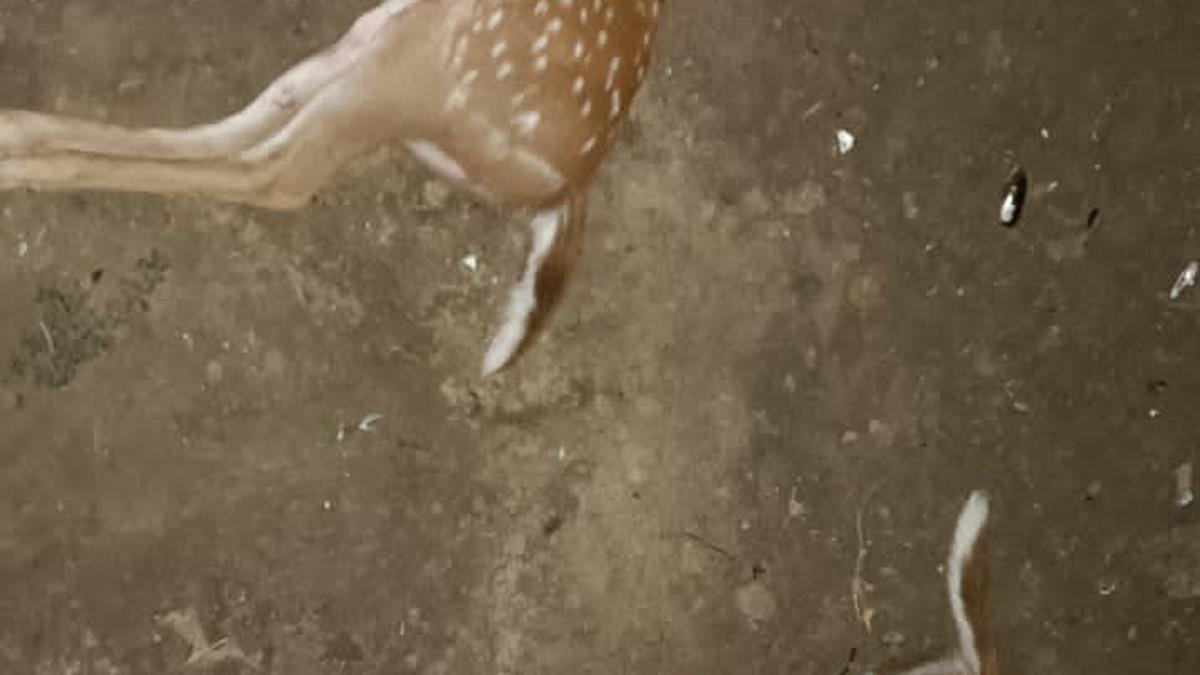 Two deer found dead with gunshots