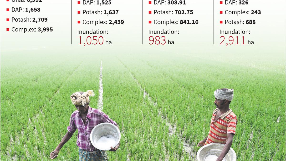 Double whammy in delta: farmers staring at fertilizer shortage amid inundation of paddy fields