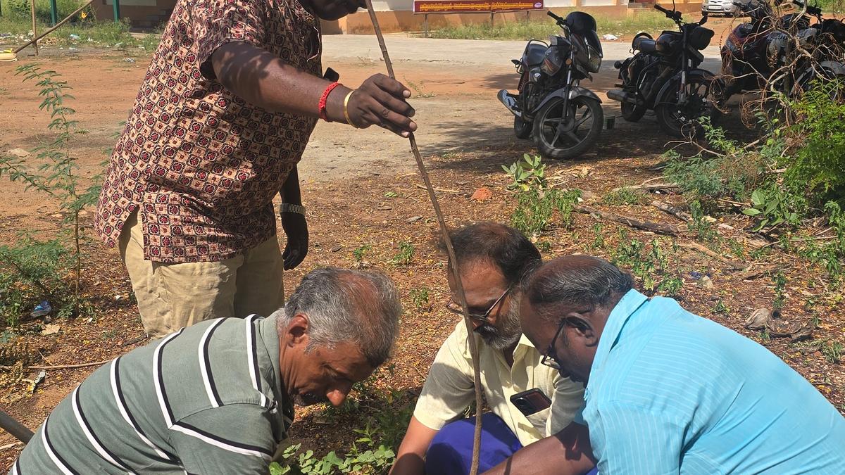 Planting of saplings, awareness drive mark World Environment Day in Tiruchi