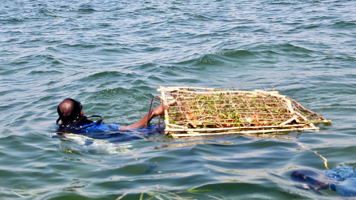 Seagrass restoration work under way in Pudukottai district